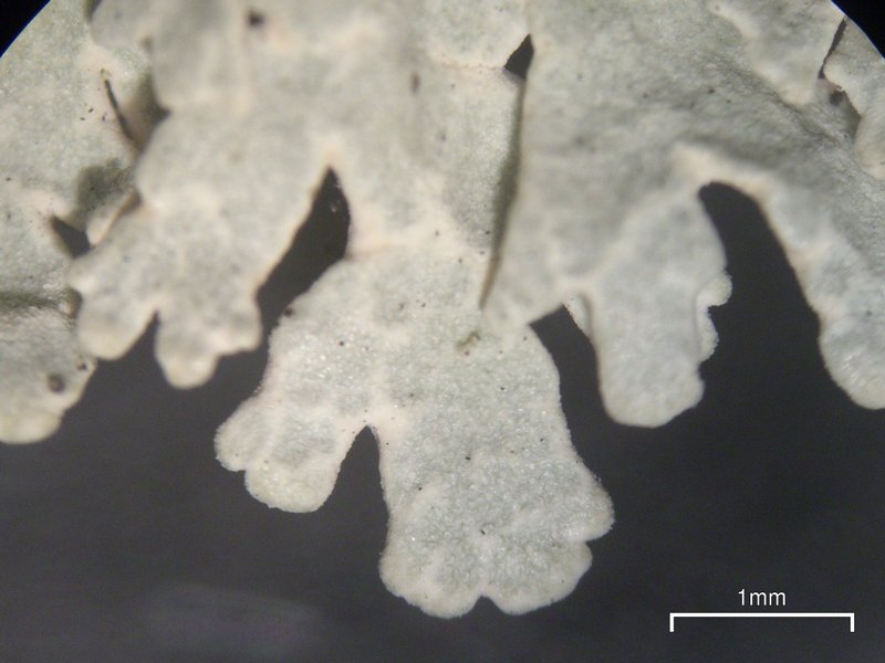 Arctoparmelia centrifuga