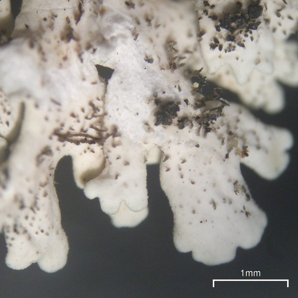 Arctoparmelia centrifuga