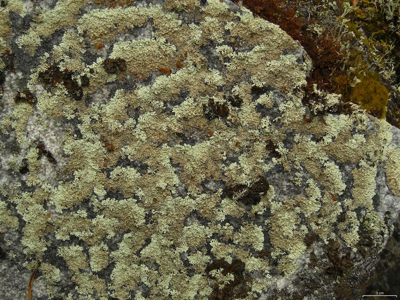 Arctoparmelia centrifuga