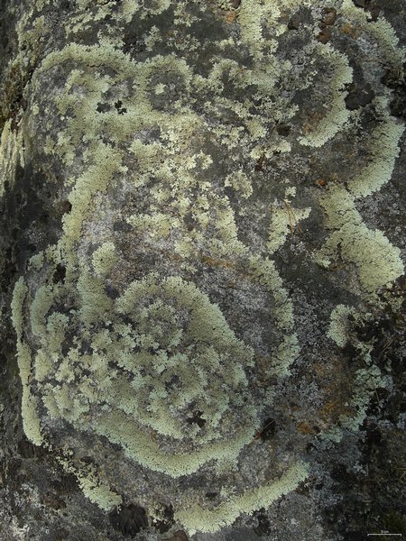 Arctoparmelia centrifuga