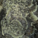 Arctoparmelia centrifuga