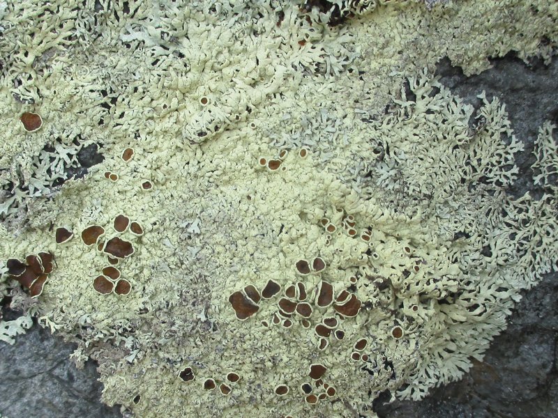 Arctoparmelia centrifuga