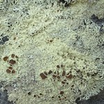 Arctoparmelia centrifuga