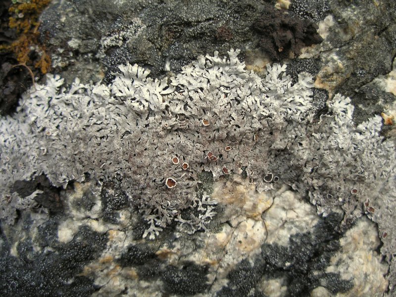 Arctoparmelia centrifuga