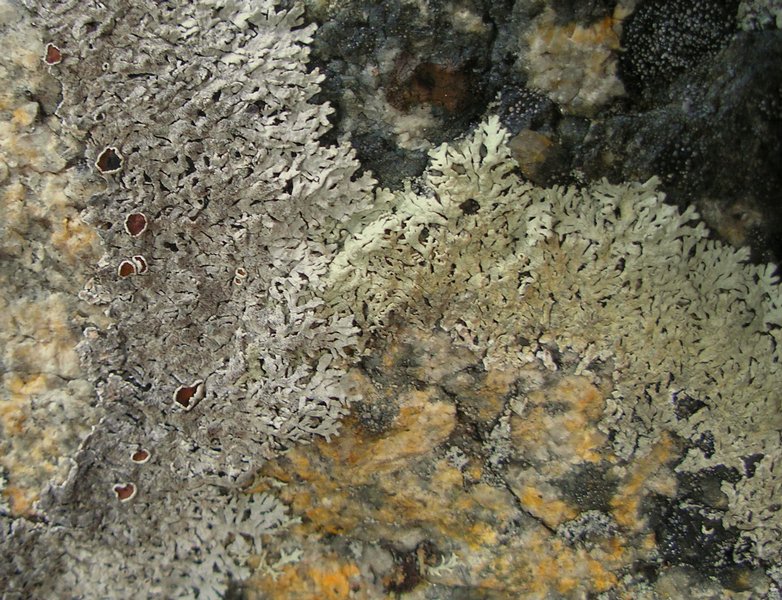 Arctoparmelia centrifuga