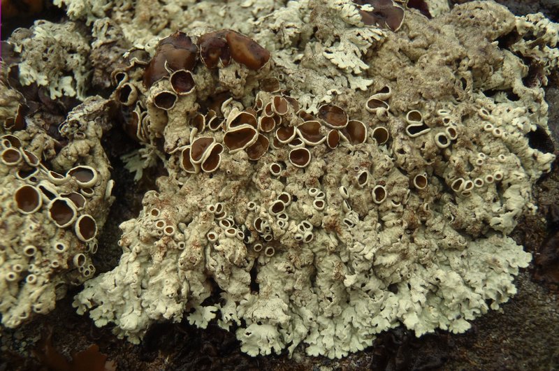 Arctoparmelia centrifuga