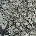 Arctoparmelia incurva