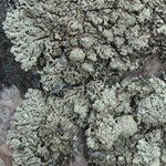 Arctoparmelia incurva