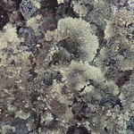 Arctoparmelia incurva