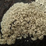 Arctoparmelia incurva