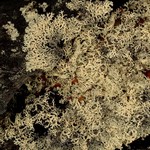 Arctoparmelia separata