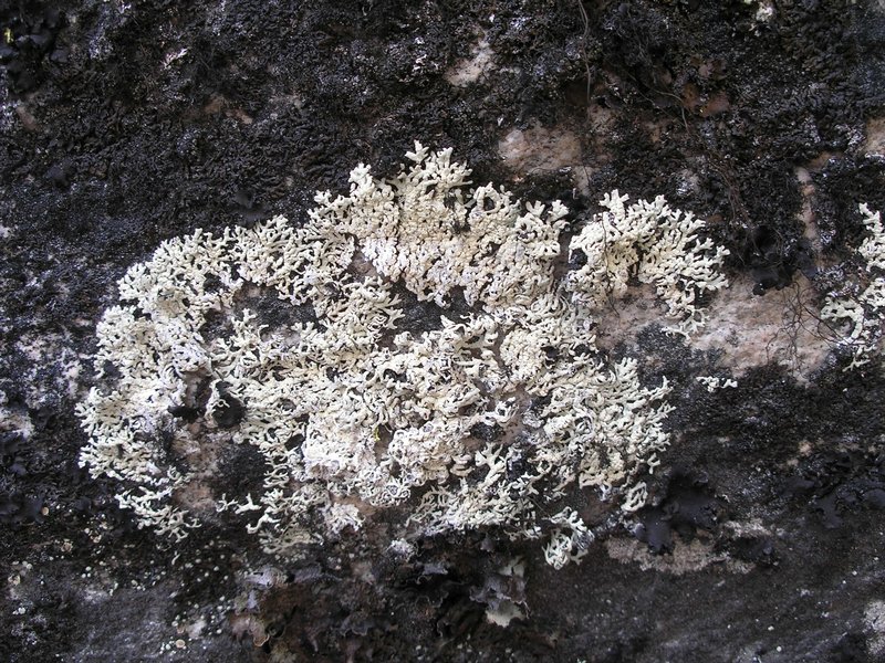 Arctoparmelia subcentrifuga