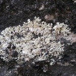 Arctoparmelia subcentrifuga