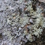 Arctoparmelia subcentrifuga