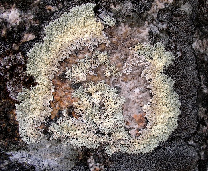 Arctoparmelia subcentrifuga