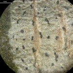 Arthonia albopulverea
