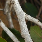Arthonia albopulverea
