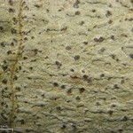 Arthonia albovirescens