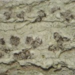 Arthonia albovirescens
