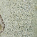 Arthonia albovirescens