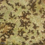 Arthonia anglica
