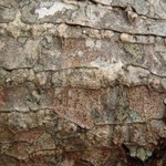 Arthonia anombrophila