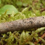 Arthonia apatetica