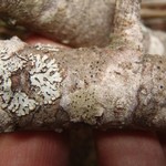 Arthonia apatetica
