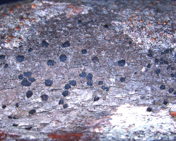 Arthonia apatetica