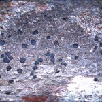 Arthonia apatetica