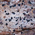 Arthonia arthonioides