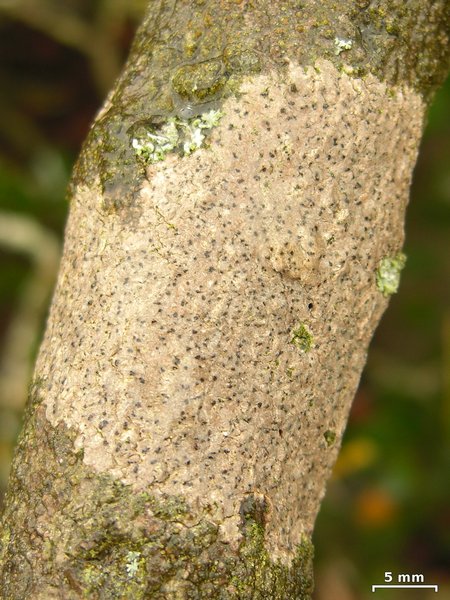 Arthonia beccariana