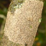 Arthonia beccariana