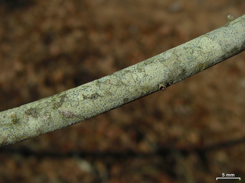 Arthonia caesia