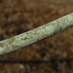 Arthonia caesia