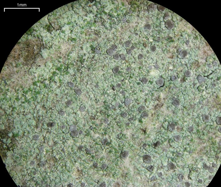 Arthonia caesia