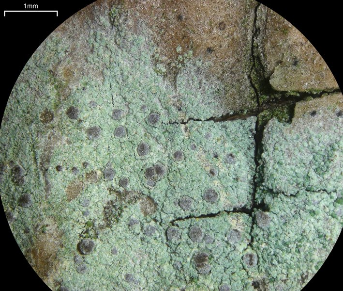 Arthonia caesia