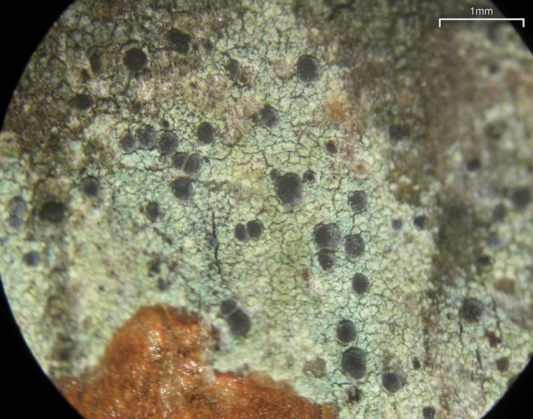 Arthonia caesia