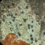 Arthonia caesia