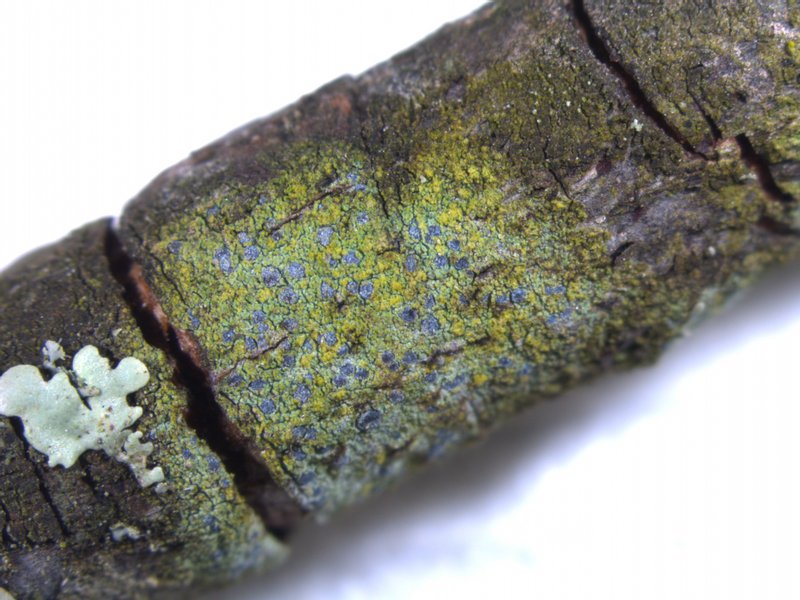 Arthonia caesia