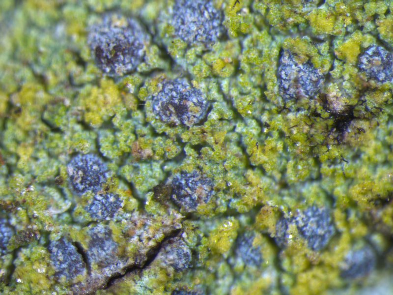 Arthonia caesia