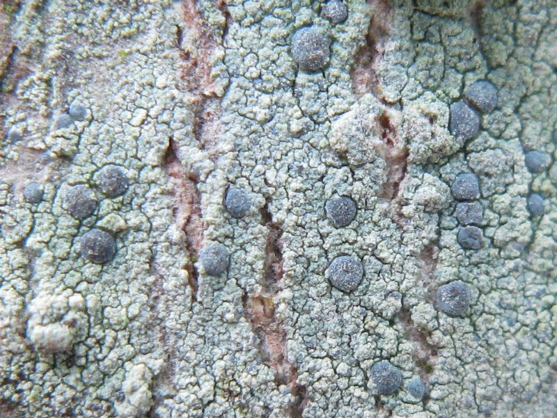 Arthonia caesia