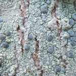 Arthonia caesia