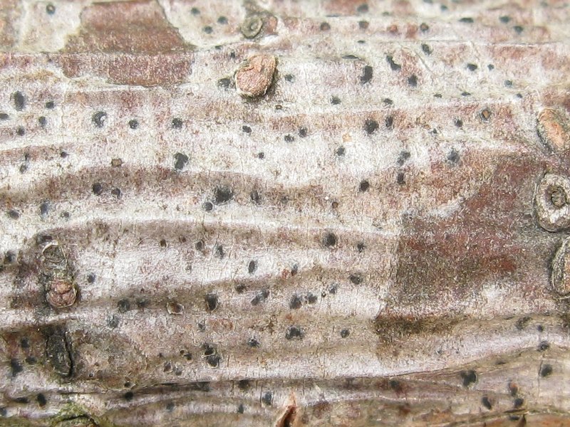 Arthonia caudata