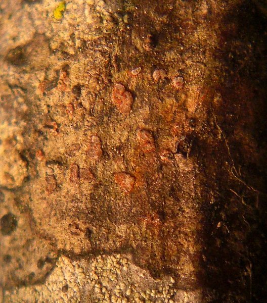 Arthonia cinnabarina