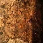 Arthonia cinnabarina