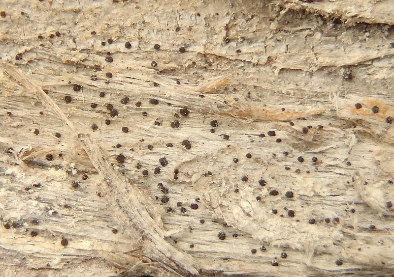 Arthonia didyma