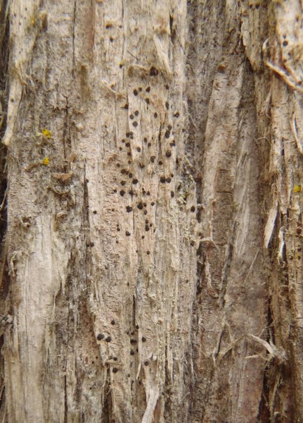 Arthonia didyma