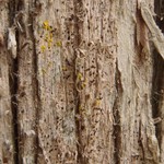 Arthonia didyma