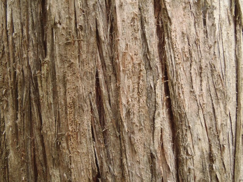 Arthonia didyma